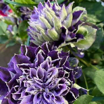 10 Off クレマチス 花炎 てしお 新紫玉 春姫 植物 観葉植物 Www Maxsorrisofranquias Com Br Www Maxsorrisofranquias Com Br