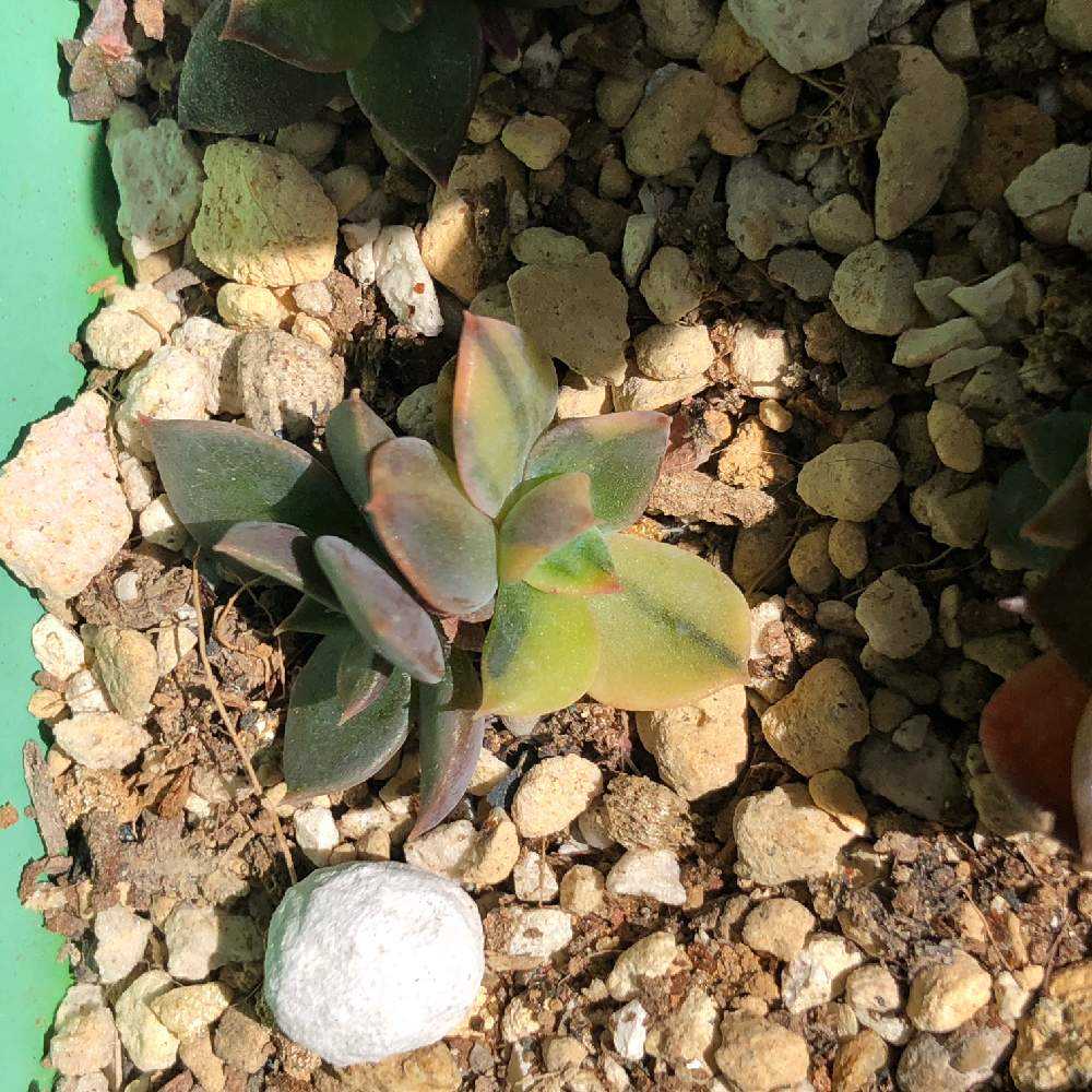 ブラックプリンス錦②｜🍀GreenSnap（グリーンスナップ）