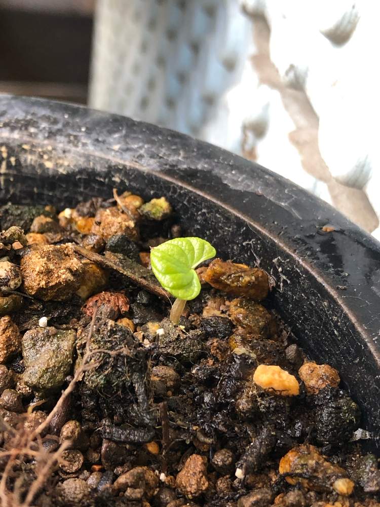 山芋 自然薯 のむかごを植木鉢で育てる Greensnap グリーンスナップ