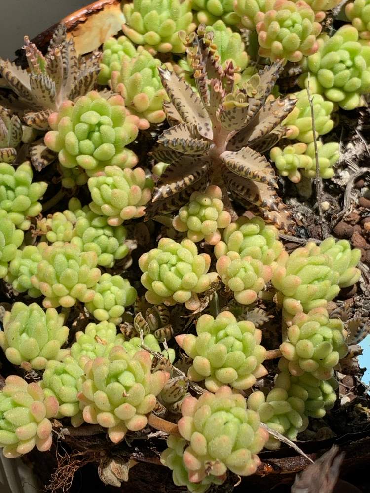 ウインクレリーの投稿画像 By ちきさん 不死鳥とセダム属 ウィンクレリーとセダム属と多肉植物とおうち園芸と おうち園芸 フォトコンテストとカクト ロコ 月5月24日 Greensnap グリーンスナップ
