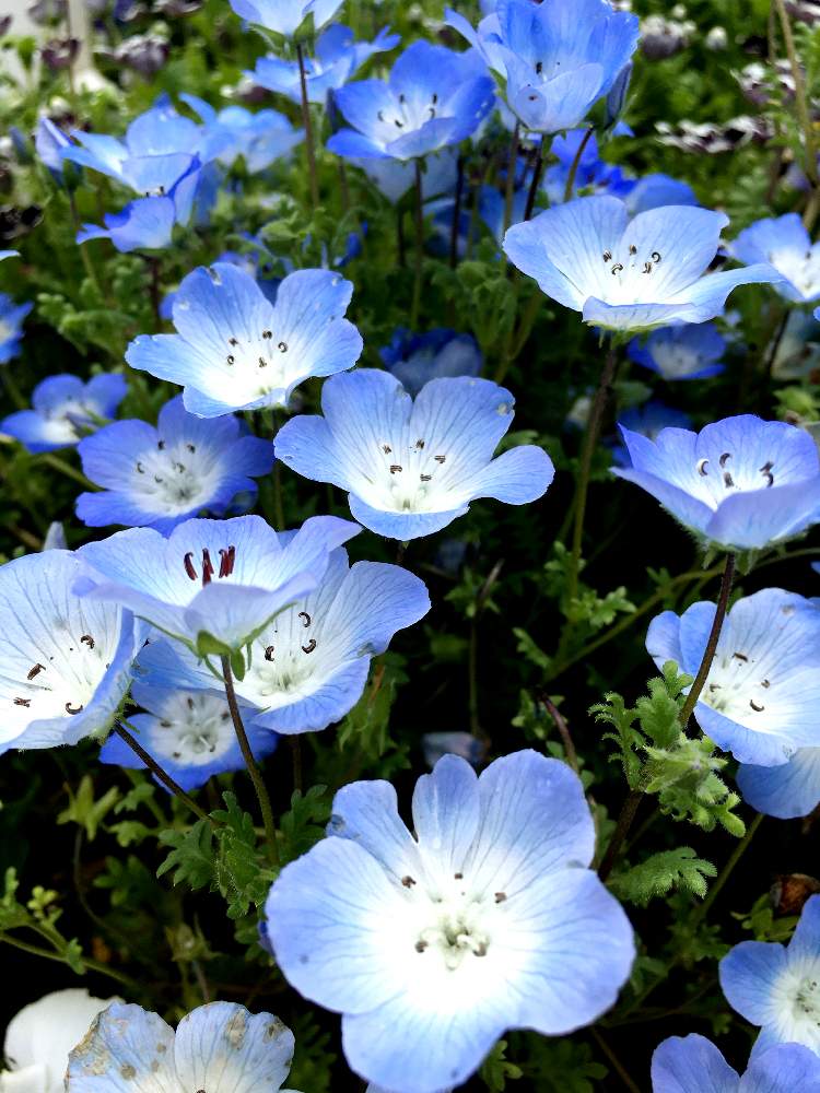 可愛いい花達の投稿画像 By Azul さん 青い花と ネモフィラと美しいと綺麗と可愛いと花のある暮らしとお花好きと可愛いい花達と青い花と ネモフィラと美しいと綺麗と可愛いと花のある暮らしとお花好き 月5月24日 Greensnap グリーンスナップ Greensnap