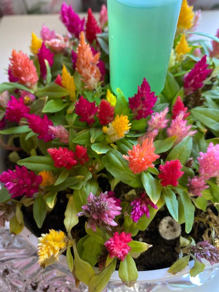 ターチンさんの投稿画像 月5月24日 Greensnap グリーンスナップ