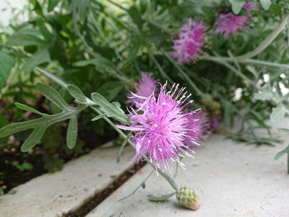 ガーデンの投稿画像 By フルール花日記さん 花壇とフラワーとおうち園芸と多年草とガーデニングと花のある暮らし 月5月24日 Greensnap グリーンスナップ