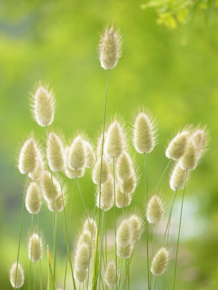 ラグラスの投稿画像 By 嶌縞 シマシマ さん 花のある風景と癒しの花たちと一眼レフと可愛いと自然の癒しとモフモフ 月5月24日 Greensnap グリーンスナップ