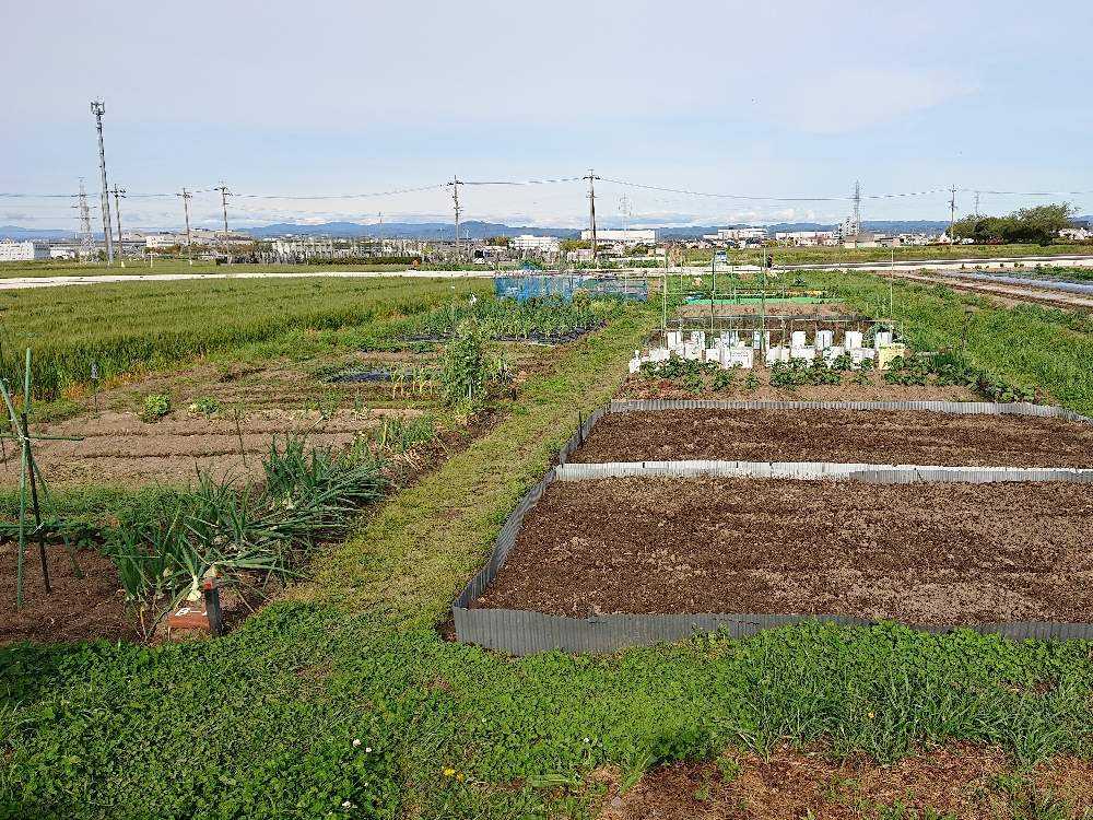 はじめての畑仕事 こん太の畑 Greensnap グリーンスナップ