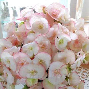 パステルピンクの投稿画像一覧 Greensnap グリーンスナップ