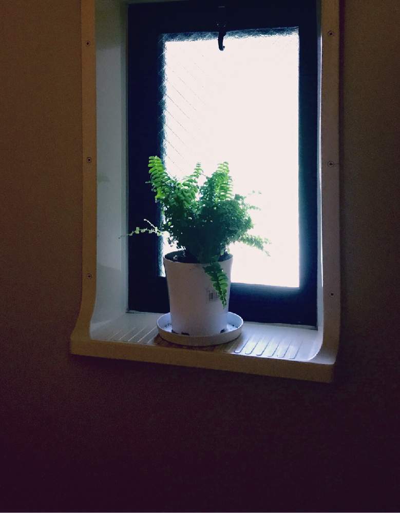 ネフロレピスの投稿画像 By 人間になれる パータンさん 観葉植物と風水と出窓と浴室緑化とシダ植物 月5月24日 Greensnap グリーンスナップ