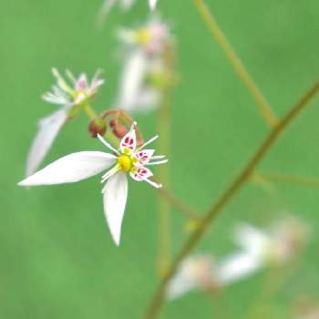 天使ちゃんの画像 by yamatotoさん | 小さな庭とコロナに負けるな‼️とユキノシタ＊と天使ちゃんと花のある暮らしと白い花と小さな花とチーム福岡