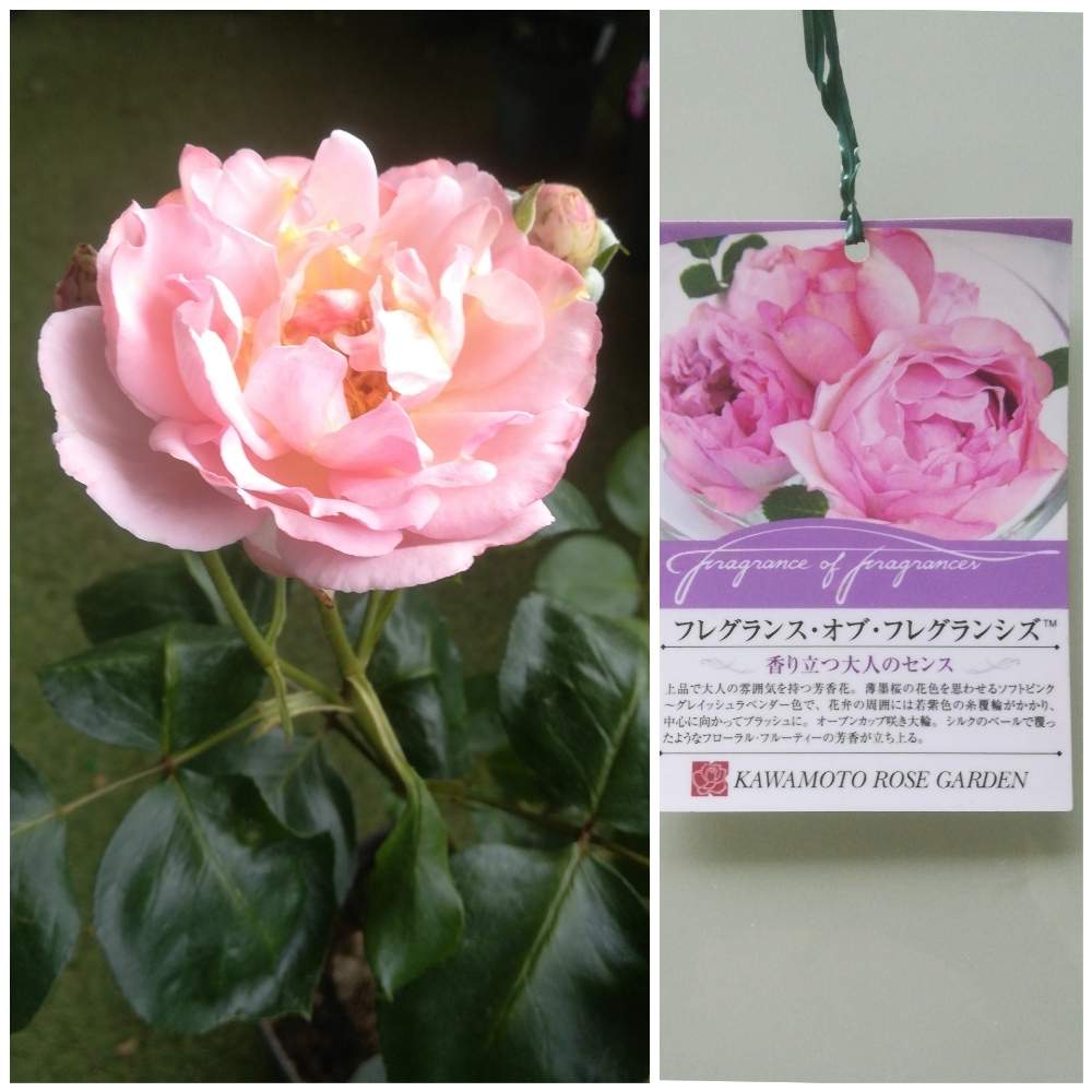 フレグランスオブフレグランシズの投稿画像 By るるさん ばら バラ 薔薇とピンクの花とおうち園芸と癒やしの時間と可愛いと花のある暮らしと薔薇 とバラ ミニバラ 月5月24日 Greensnap グリーンスナップ