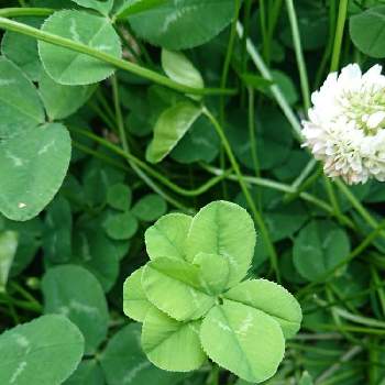 七つ葉のクローバーの投稿画像一覧 Greensnap グリーンスナップ