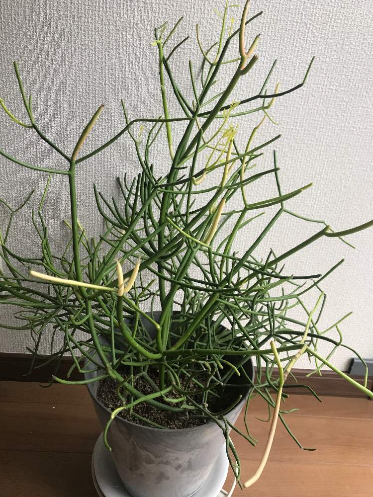 屋内ミルクブッシュ Greensnap グリーンスナップ