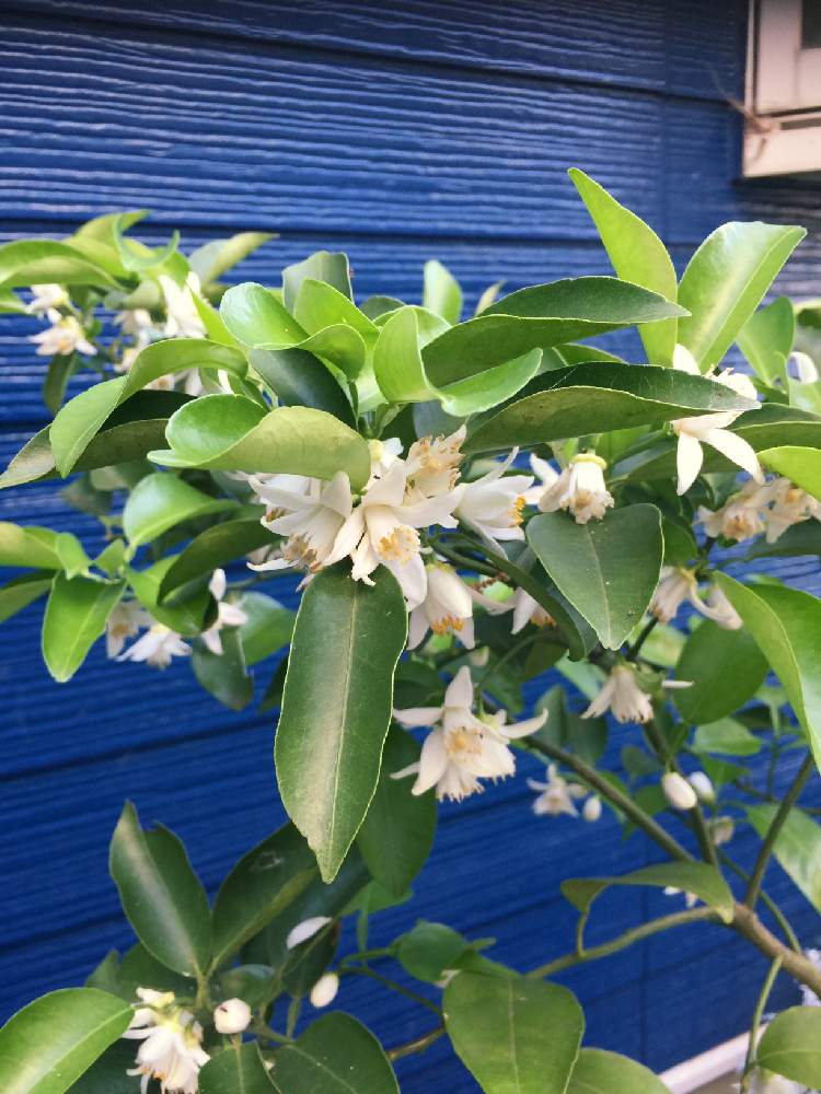 庭木の投稿画像 By りんくすさん ゆずの木とにわの草花とおうち園芸 月5月24日 Greensnap グリーンスナップ