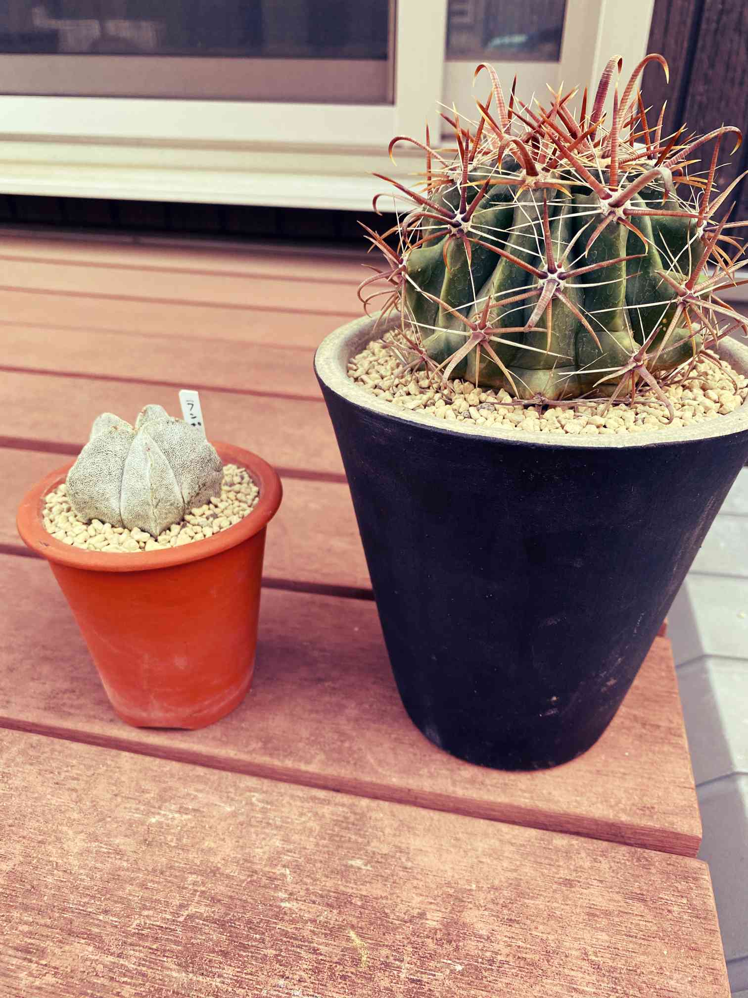 観葉植物 サボテン 巨鷹玉