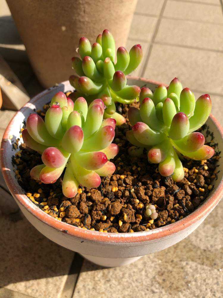 に*。様 乙女心×バルシー 多肉植物抜き苗うに fit=scale-down,w=1200