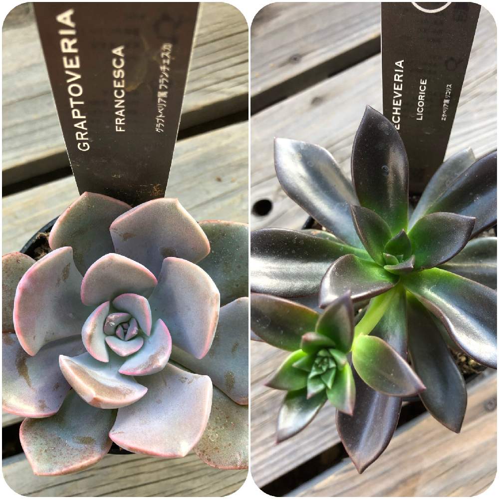 アフィニスの投稿画像 By Kateさん デビーとフランチェスカとキュンキュン乙女倶楽部と別名同種の多肉さんと多肉のある暮らしとベランダガーデンと多肉ラボ C と相談と多肉の名前が分からないと花のある暮らし 月5月24日 Greensnap グリーンスナップ