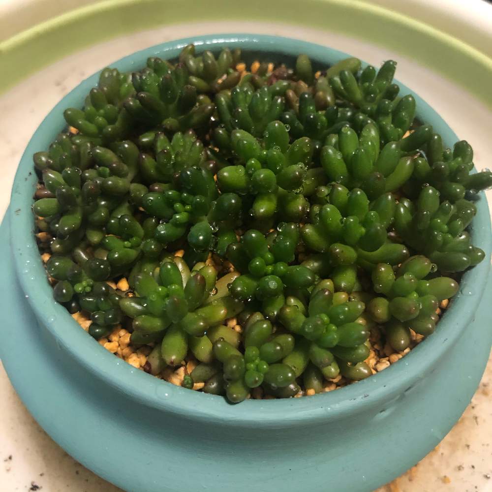 虹の玉の投稿画像 By こみさん キラキラ ともりもり多肉と水あげた と元気 とかわいいな と仕立て直し 月5月24日 Greensnap グリーンスナップ