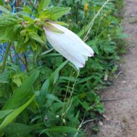 ホタルブクロの画像