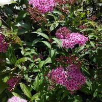 シモツケ の画像