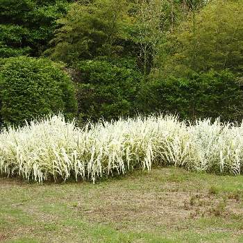 ダンチク の投稿画像一覧 Greensnap グリーンスナップ