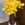 薔薇大好きキョウチャン