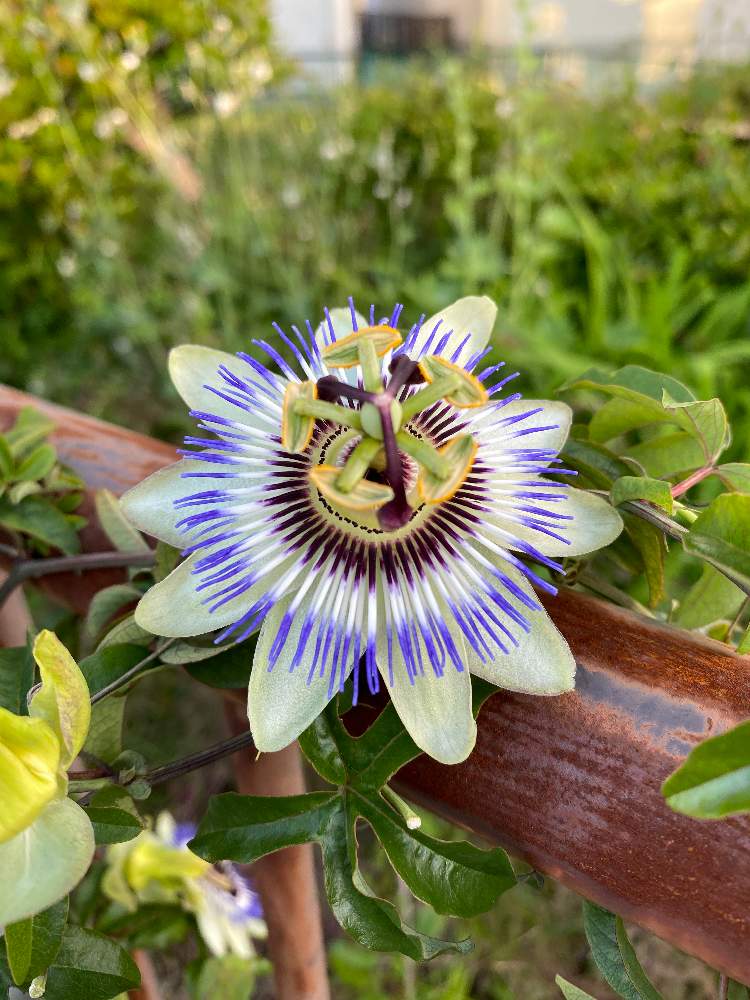 トケイソウの投稿画像 By チョコリエールさん 月5月24日 Greensnap グリーンスナップ