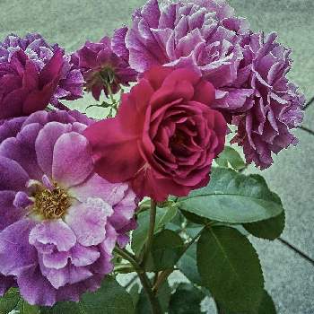 赤紫の薔薇の投稿画像一覧 Greensnap グリーンスナップ