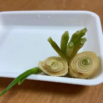 アートな野菜,再生野菜,再生&創作　怪獣,キッチンの画像