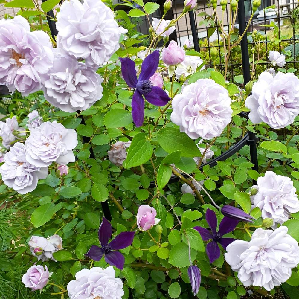 クレマチス アフロディーテ エレガフミナの投稿画像 By くろのわーるんさん レイニーブルーと小さな庭とバラが好きとばら バラ 薔薇と バラとクレマチス フォトコンとバラが好きとばら バラ 薔薇と バラとクレマチス フォトコン 月5月24日 Greensnap