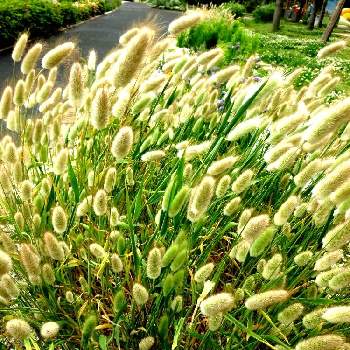 ラグラスの投稿画像一覧 Greensnap グリーンスナップ ラグラスの投稿画像一覧 Greensnap グリーンスナップ