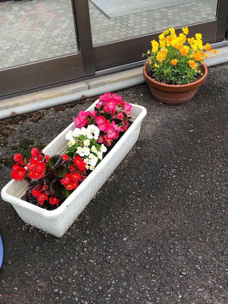 ベゴニア センパフローレンスの投稿画像 By たくひこさん ベゴニア センパフローレンスとパンジー ビオラ 月5月24日 Greensnap グリーンスナップ