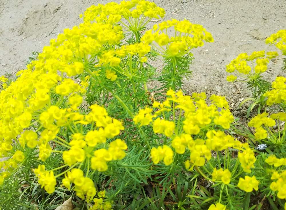 謎の黄色い花 Greensnap グリーンスナップ