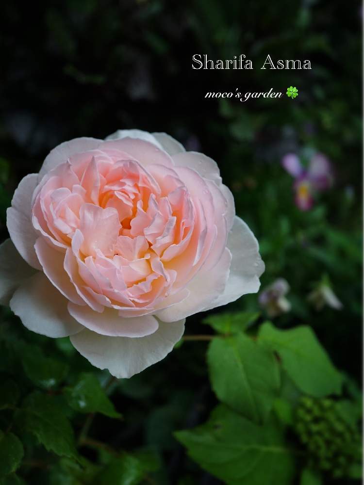 バラ苗 ER シャリファアスマ 廃盤品種 カタログ落ち 接木新苗鉢増し 5号