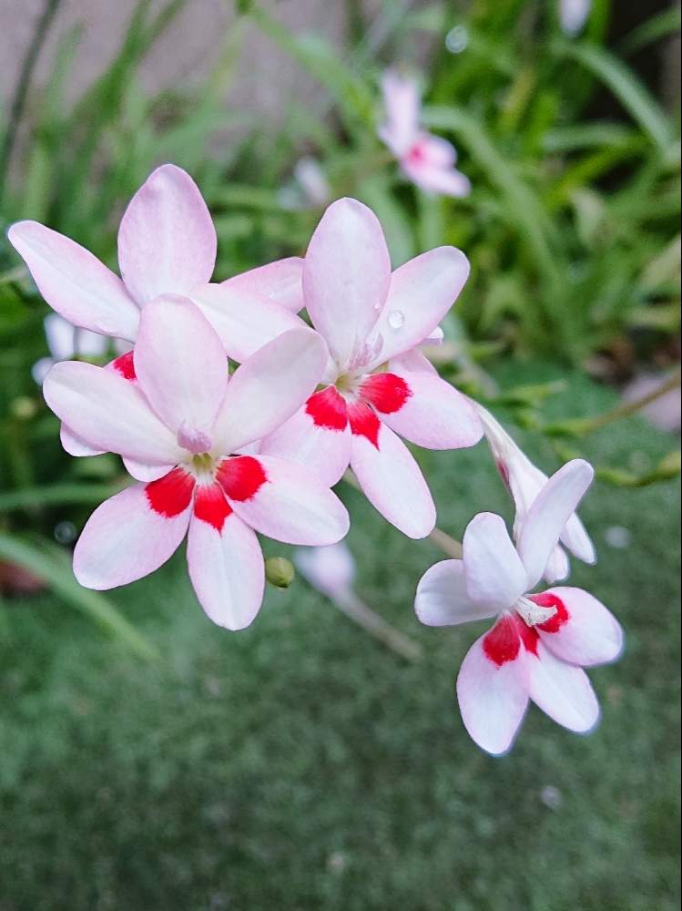 花のある暮らしの投稿画像 By ｋｙｏｅさん 月5月25日 Greensnap グリーンスナップ