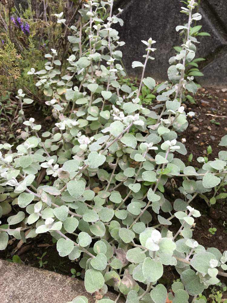 ヘリクリサム ペティオラレの投稿画像 By つさん 月5月25日 Greensnap グリーンスナップ Greensnap グリーンスナップ