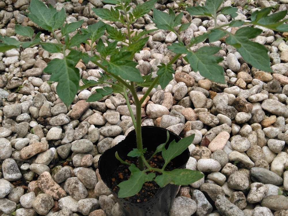 スーパーのミニトマトの種からの栽培記録 ２ 6月7日 日 追記 Greensnap グリーンスナップ