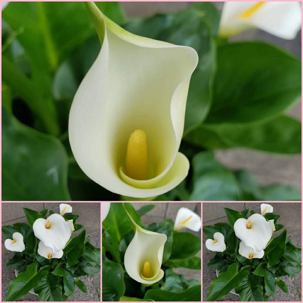 アルムの投稿画像 By ひなもりオートキャンプ場 公式 さん 広い庭とgreensnapmarcheとgreensnapmarche 月5月25日 Greensnap グリーンスナップ Greensnap グリーンスナップ