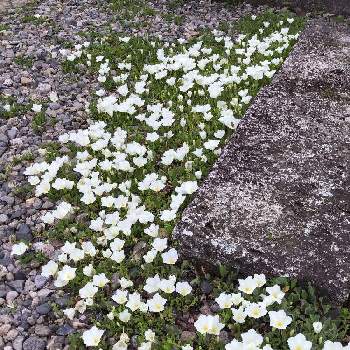 春真っ盛りの画像 by んももさん | 銀杯草とギンパイソウとギンパイソウ(銀盃草)と白い花とどんどん増えると春真っ盛りとクリーム色の花
