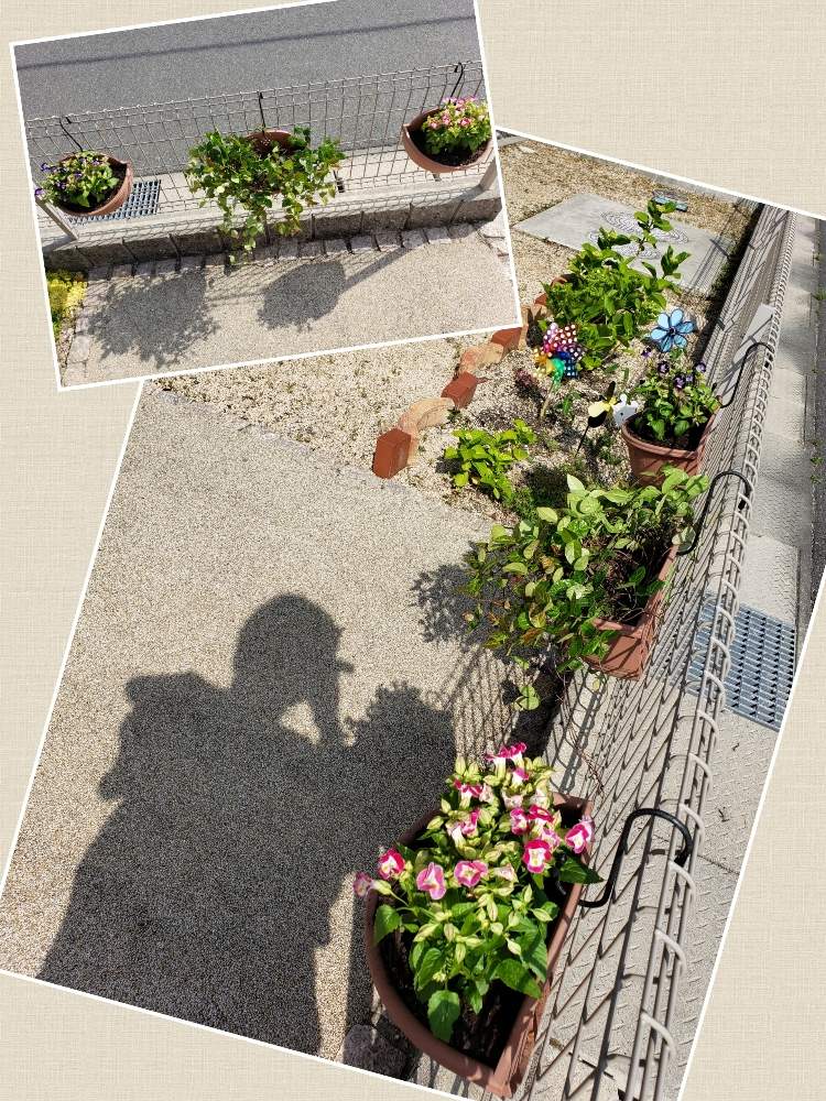 つるすの投稿画像 By よさこいさん 癒しとおうち園芸と庭づくりと庭植えと地植え 月5月25日 Greensnap グリーンスナップ