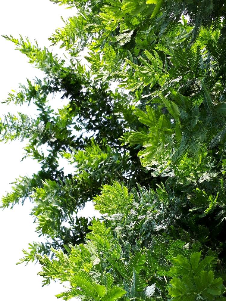 ミモザの投稿画像 By あさみんさん 庭植えとコロナに負けるな 月5月25日 Greensnap グリーンスナップ
