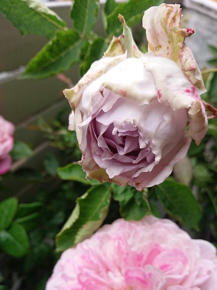 ばら バラ 薔薇の投稿画像 By ぶぅさん 半日陰とおうち園芸とバラ好きと小さな庭からと河本ローズと花のある暮らしとばら 薔薇 バラ 月5月25日 Greensnap グリーンスナップ