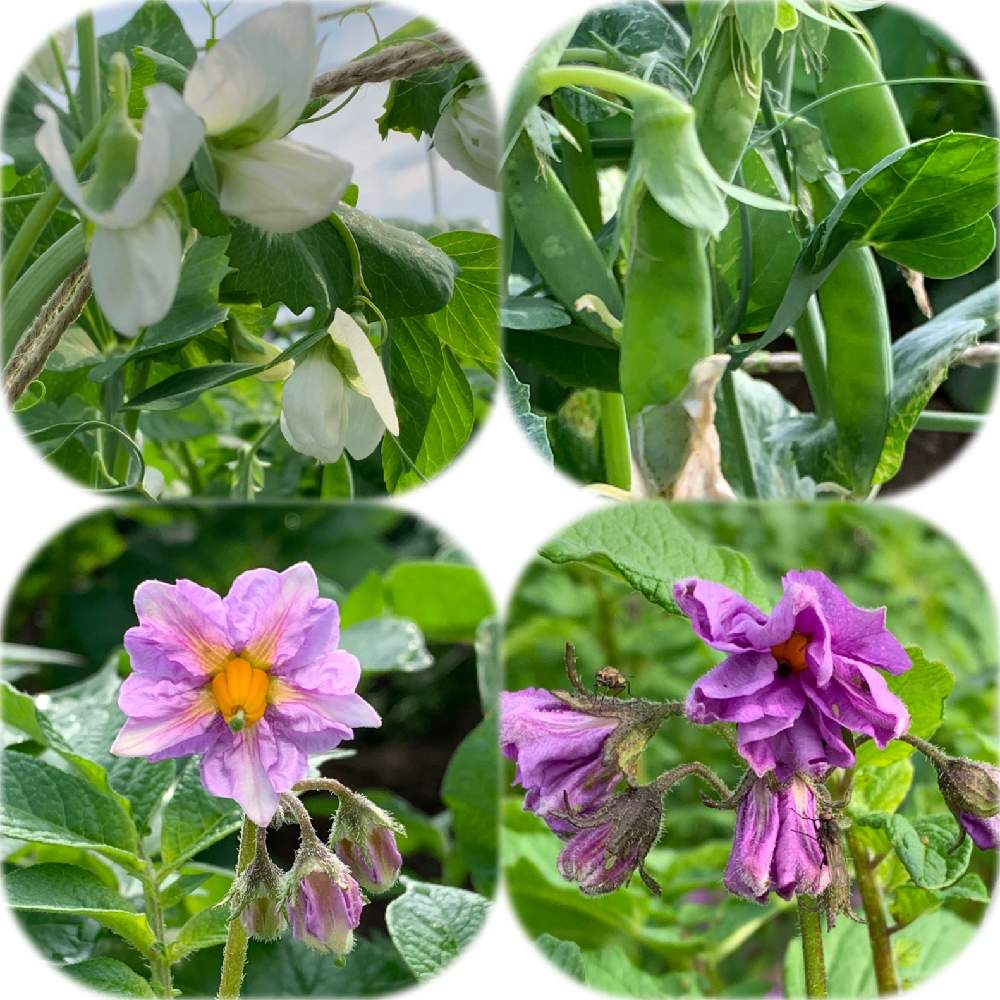 スナップエンドウの投稿画像 By ゆりちゃん さん インカのめざめとキタアカリと野菜の花とhtcとコロナに負けるな とおうちde菜園 月5月25日 Greensnap グリーンスナップ