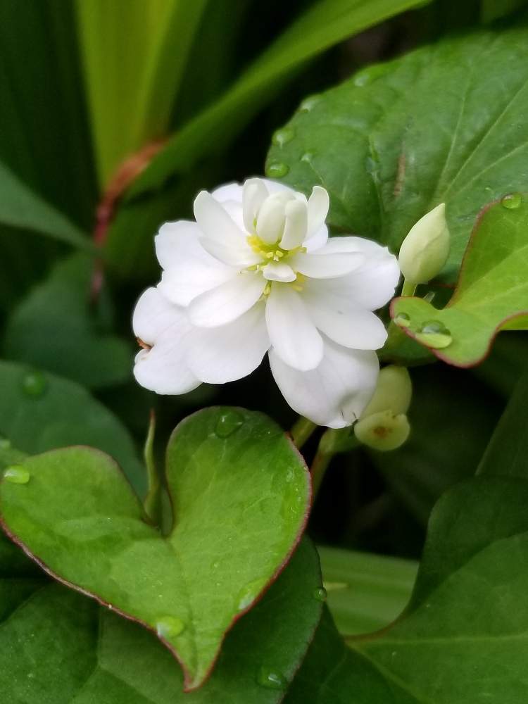 八重咲きドクダミの投稿画像 By ジジさん 近所のお庭 月5月25日 Greensnap グリーンスナップ