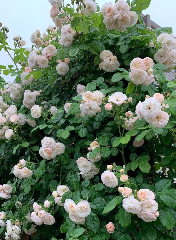 地植えの投稿画像 By のどかさん ばら バラ 薔薇とつるバラ ブーケパルフェとおうち園芸 月5月25日 Greensnap グリーンスナップ