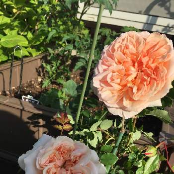 エブリンの投稿画像一覧 Greensnap グリーンスナップ