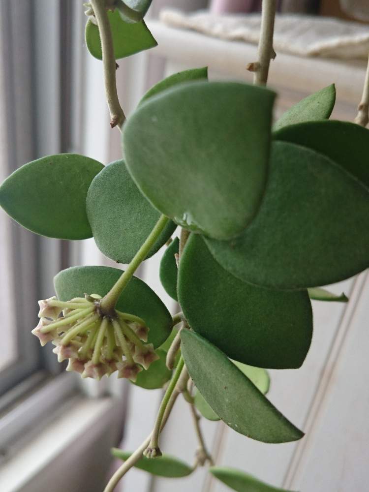 ホヤ ヌンムラリオイデス ライトピンクの投稿画像 By おぎーさん 癒してくれてありがとうとお花大好きと植物だいすきとどうか枯れないで とホヤと癒されるとホヤはいいぞ ともさもさと成長記録とホヤ大好きと心が潤う とホヤにハマりましたと花のある暮らしと