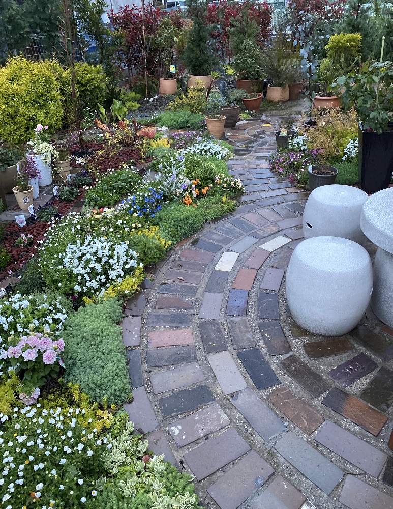 セダムの投稿画像 By H17さん ガーデニングとアンティークレンガとにわとおうち園芸 月5月25日 Greensnap グリーンスナップ