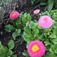 デージー,小さな庭の画像