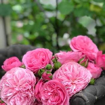 フィレールの画像 by usaminaさん | 小さな庭とフィレールとキュンキュン乙女倶楽部とばら バラ 薔薇とバラ大好きとナチュラルガーデンとGSでバラ園とばら 薔薇 バラ
