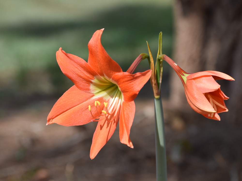 アマリリスの投稿画像 By 砂糖工場さん 月5月25日 Greensnap グリーンスナップ