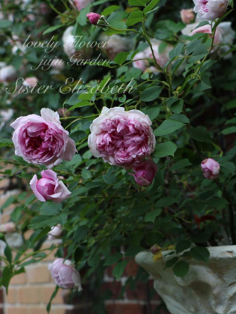 シスターエリザベスの投稿画像 By Jujuさん バラと暮らすとお庭の花たちとバラが好きと花のある暮らしと薔薇 月5月25日 Greensnap グリーンスナップ